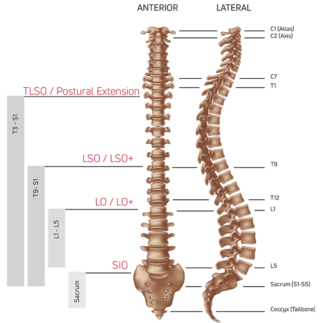 Range of Spinal Support Chart